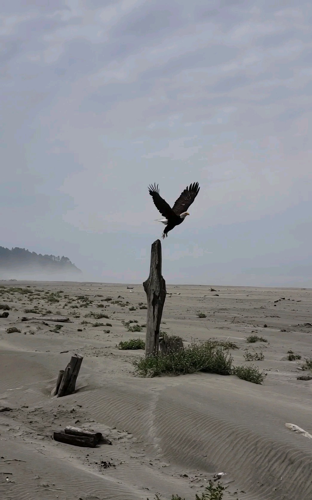 Eagle Takes Flight